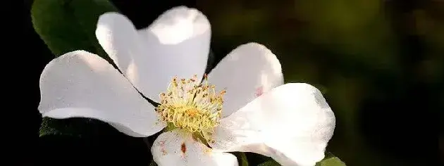 金樱子有几种
