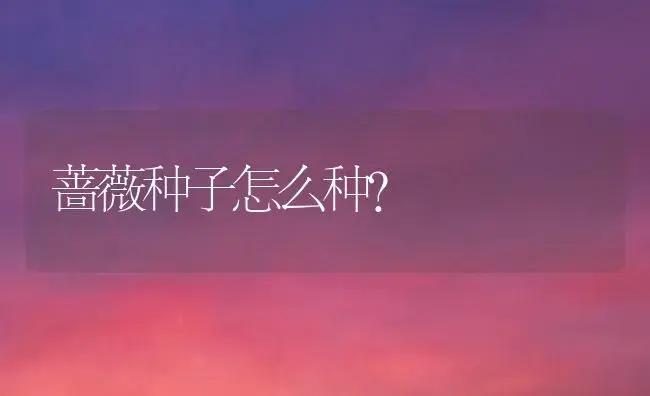 蔷薇种子怎么种？ | 家庭养花