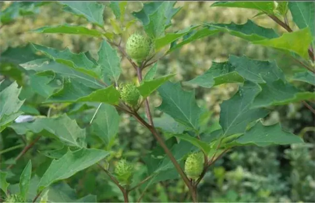 曼陀罗的种植技术