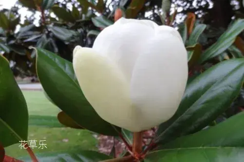 橡皮树的花语有哪些？