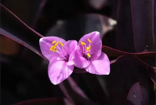 紫鸭跖草什么时候开花，紫鸭跖草花期花色/6月开花花语美