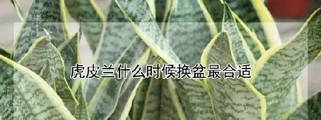 虎皮兰什么时候换盆最合适