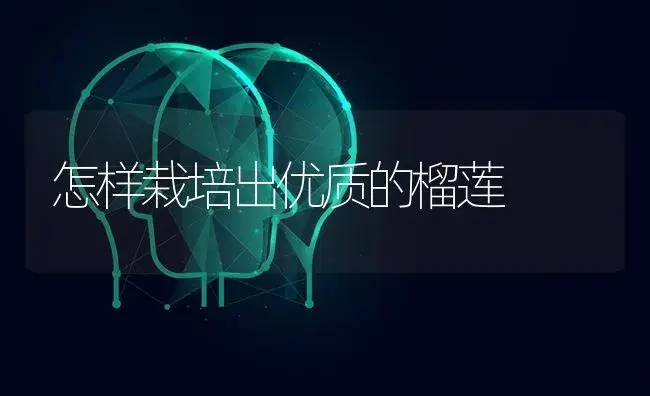 怎样栽培出优质的榴莲 | 果木种植