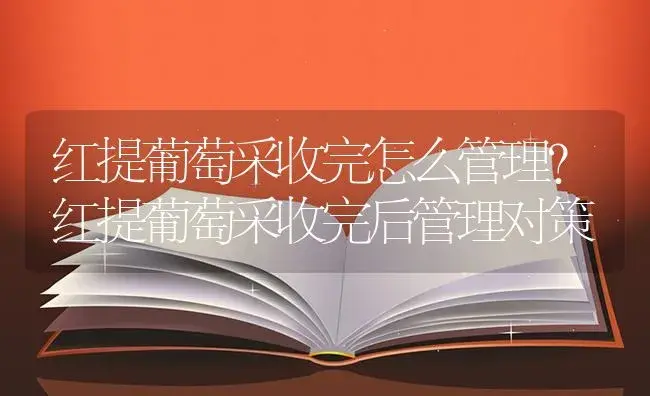 红提葡萄采收完怎么管理？红提葡萄采收完后管理对策 | 果木种植