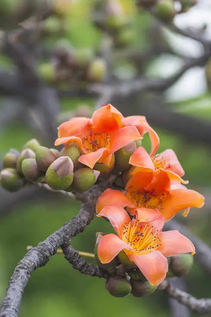 木棉花花语和寓意