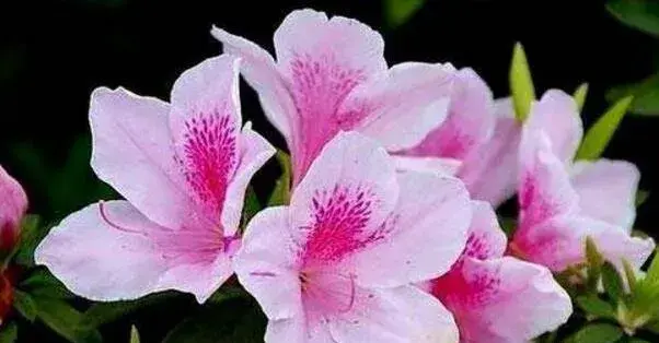 粉色杜鹃花语是什么，坚韧乐观的心态