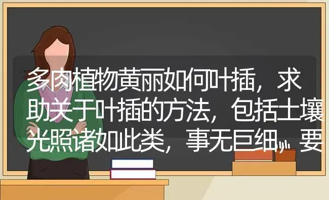 多肉植物黄丽如何叶插,求助关于叶插的方法,包括土壤光照诸如此类,事无巨细,要求详细？ | 多肉养殖