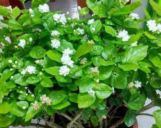 茉莉花5月份被修剪光杆了怎样发芽？