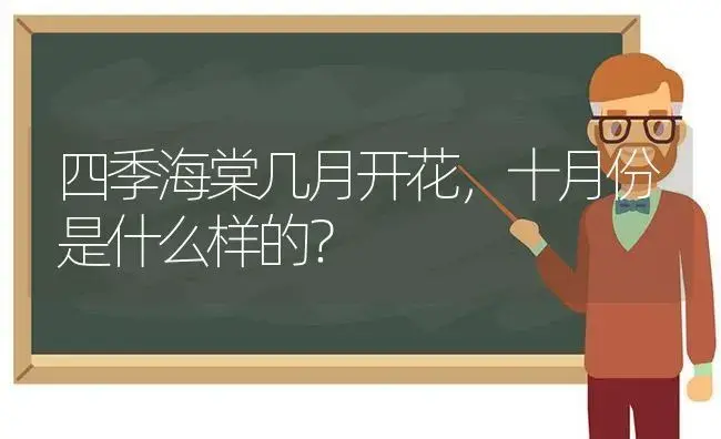 四季海棠几月开花，十月份是什么样的？ | 绿植常识