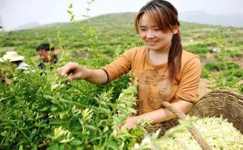 盆景知识 | 金银花什么时候采摘