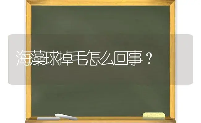 海藻球掉毛怎么回事？ | 多肉养殖