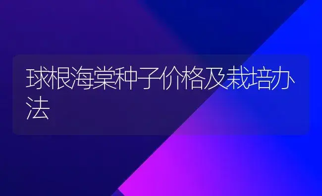 球根海棠种子价格及栽培办法 | 家庭养花