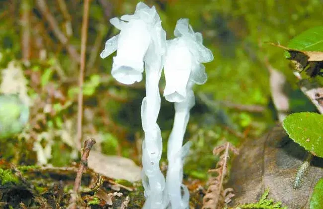 水晶兰的花语和传说