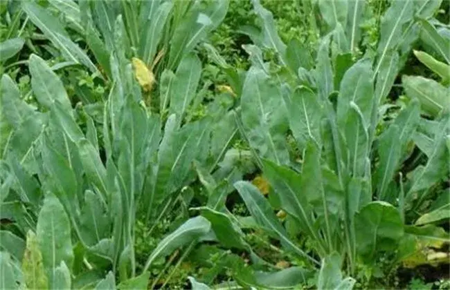 板蓝根种植技术要点