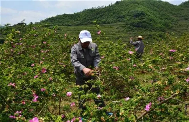 刺梨的栽培技术