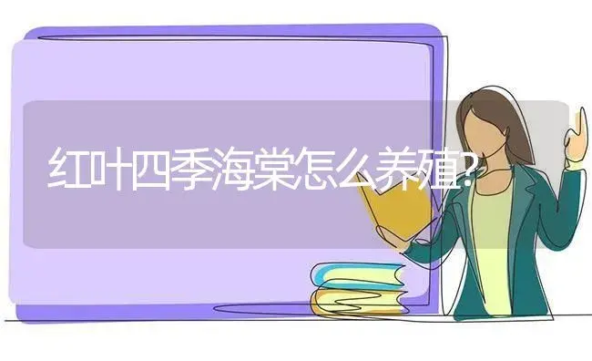 红叶四季海棠怎么养殖？ | 绿植常识