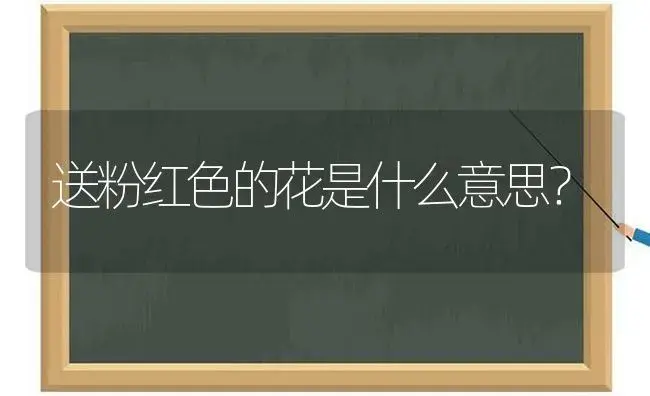 送粉红色的花是什么意思？ | 绿植常识