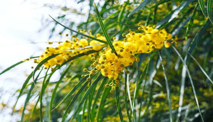 金合欢的花语和寓意