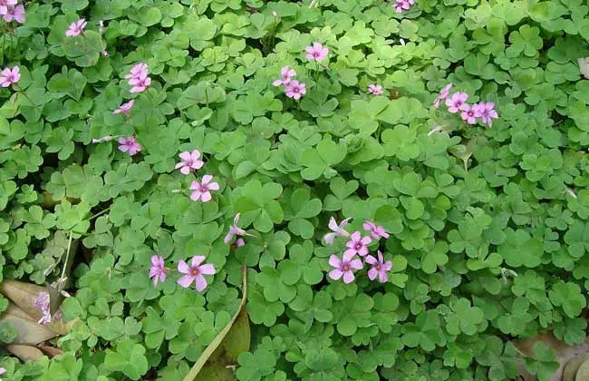 四叶草的花语和传说