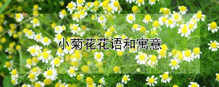 小菊花花语和寓意