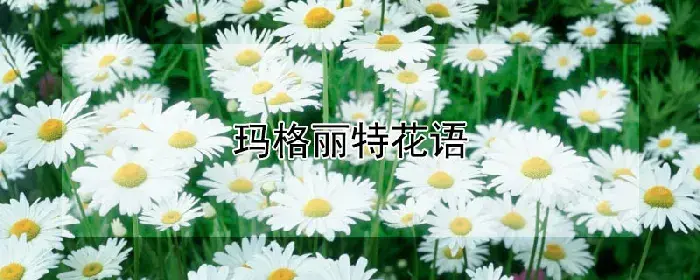 玛格丽特花语