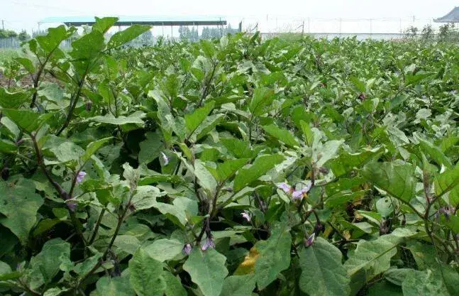 夏天露地茄子高产种植技术要点