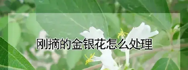 刚摘的金银花怎么处理