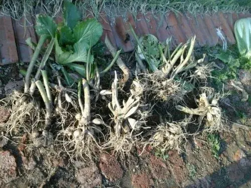 花卉果蔬盆景 | 大丽花种球怎么种——种植方法