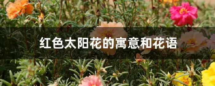 红色太阳花的寓意和花语