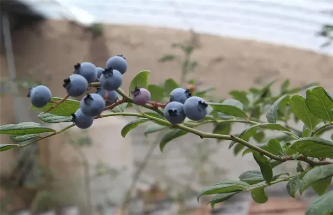 蓝莓高产种植技术