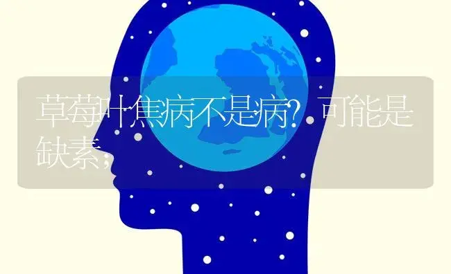 草莓叶焦病不是病？可能是缺素； | 果木种植