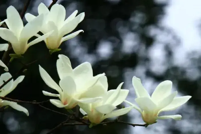 兰花花语、玉兰花花语是什么？适合送什么人？_花语大全