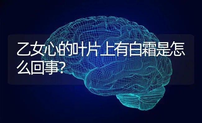 乙女心的叶片上有白霜是怎么回事？ | 多肉养殖