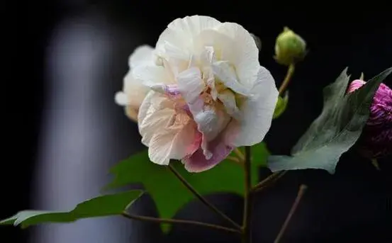 芙蓉花什么时候开，芙蓉花的花语是什么/纯洁