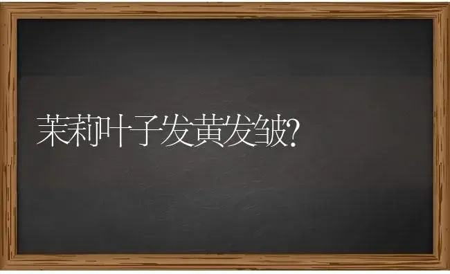 绣球需要多少水？ | 绿植常识