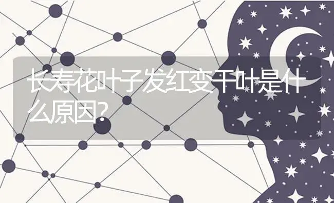 长寿花叶子发红变干叶是什么原因？ | 多肉养殖