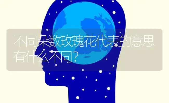 不同朵数玫瑰花代表的意思有什么不同？ | 绿植常识