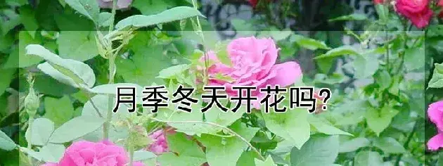 月季冬天开花吗?