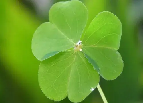 表示健康的花 花语是健康的花