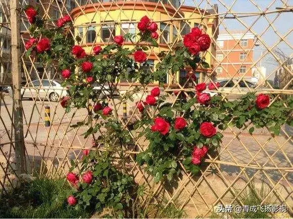 园子背阴地方种什么好？