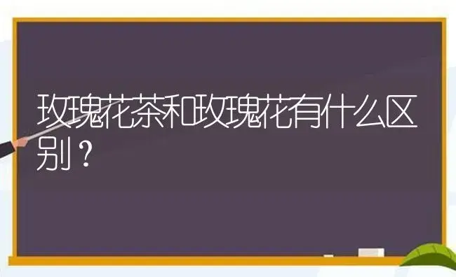 玫瑰花茶和玫瑰花有什么区别？ | 绿植常识