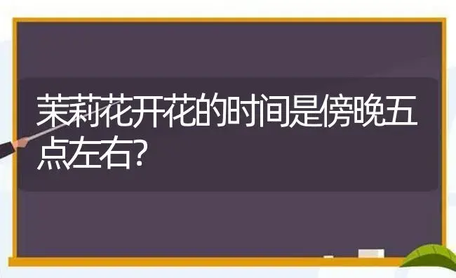 茉莉花开花的时间是傍晚五点左右？ | 绿植常识