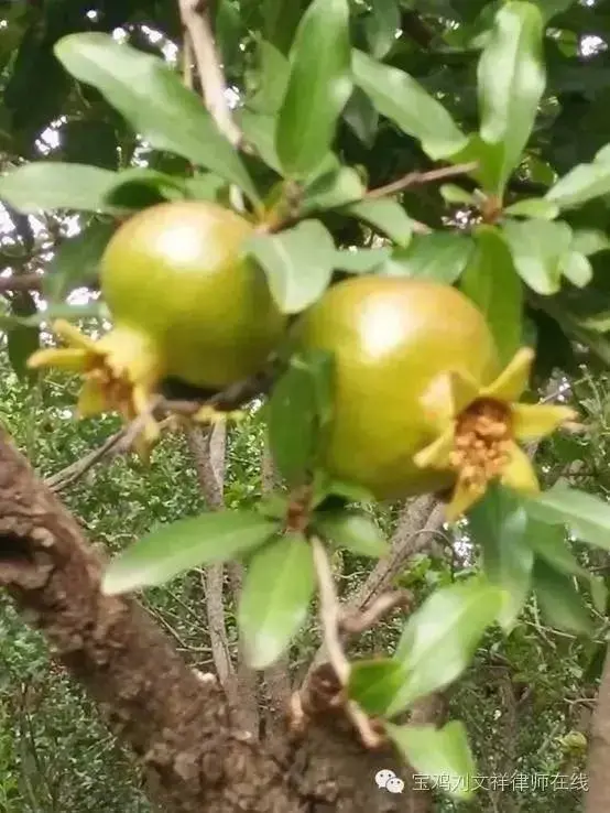 花心花语有哪些？