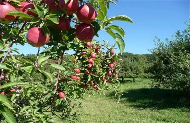 苹果该怎么栽培