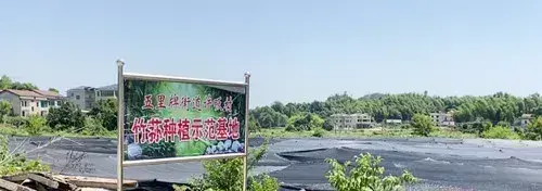 湖南省临湘五里牌街道：大棚竹荪迎丰收 装上致富“新引擎”