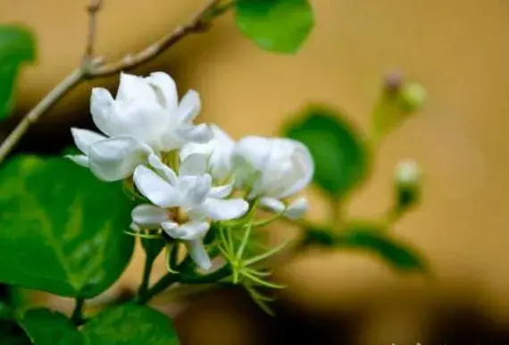 茉莉花花语不同颜色不同花语有哪些？