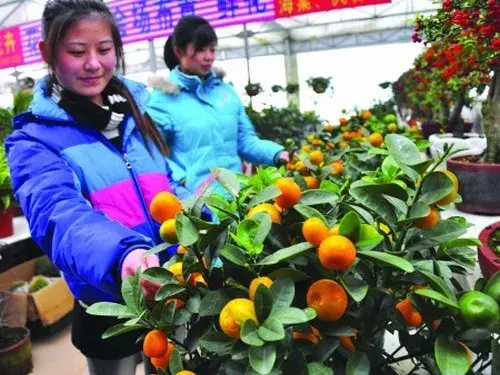 花卉果蔬盆景 | 在家随吃随种的水果盆栽