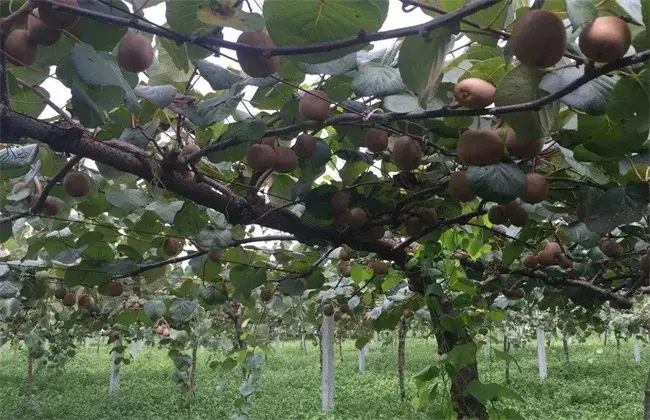 夏天适合种什么水果