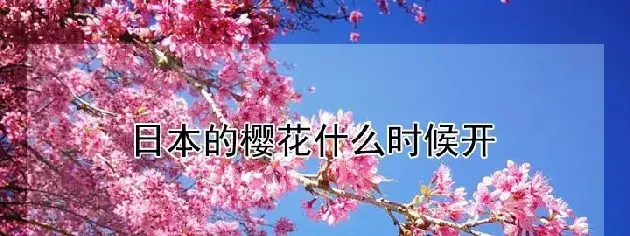 日本的樱花什么时候开