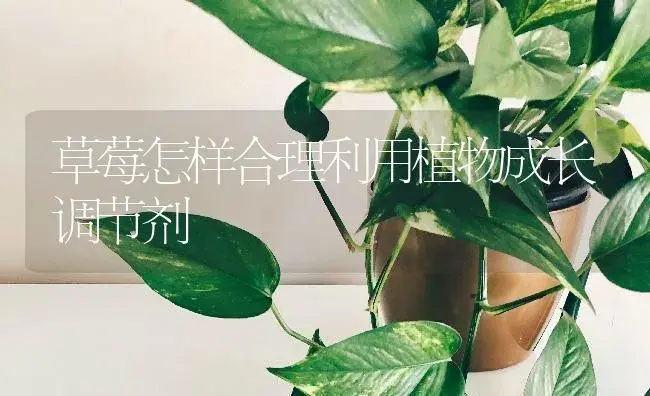 草莓怎样合理利用植物成长调节剂 | 特种种植